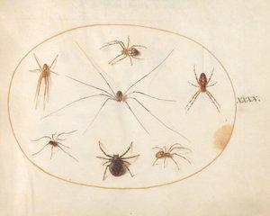 Tafel 40: Acht Spinnen