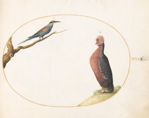 Tafel 40: Europäischer Bienenfresser und exotisches Huhn von Joris Hoefnagel