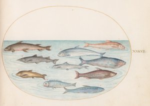 Teller 41: Weißfisch(?) und andere Fische