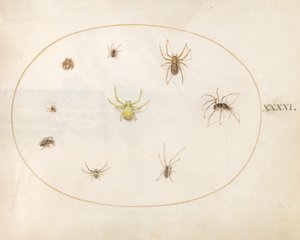 Tafel 41: Gelbe Spinne umgeben von acht Spinnen