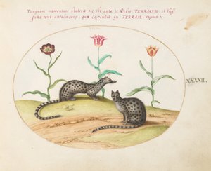 Teller 42: Zwei Ginsterkatzen mit Tulpen