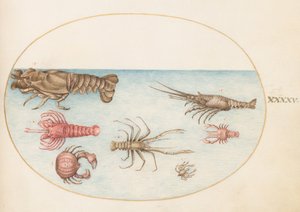 Tafel 45: Hummer, Squilla Mantis und andere Krustentiere von Joris Hoefnagel