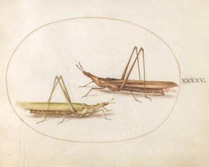 Tafel 45: Zwei Langkopf-Heuschrecken(?)