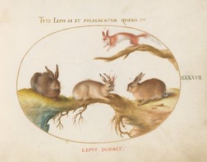 Tafel 47: Ein Hase, ein „Jackalope“, ein Kaninchen und ein geflecktes Eichhörnchen von Joris Hoefnagel