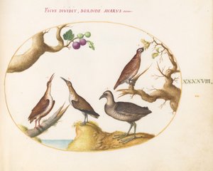 Tafel 48: Auerhuhn, Ralle und Brachvogel mit Haselnüssen und Feigen von Joris Hoefnagel
