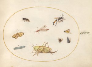 Tafel 49: Eine Heuschrecke, eine Raupe, ein Schmetterling, eine Motte und andere Insekten von Joris Hoefnagel