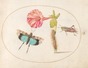 Tafel 51: Heuschrecken und eine Raupe mit einer Vier-Uhr-Blume von Joris Hoefnagel