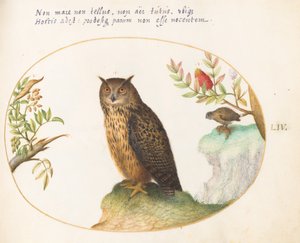 Tafel 54: Eine Eule, mit einer zweiten in der Ferne, die einen Hasen frisst