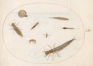 Tafel 55: Wasserinsekten und Wirbellose, einschließlich einer Schnecke von Joris Hoefnagel