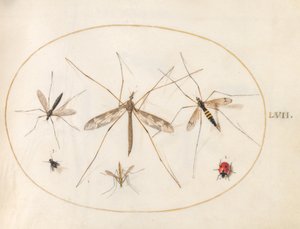 Tafel 57: Ein Marienkäfer, eine Fliege und vier andere Insekten von Joris Hoefnagel