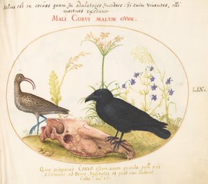 Tafel 59: Brachvogel und Krähe mit Pferdeschädel