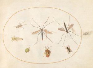Tafel 59: Sieben Insekten, darunter eine Weißdornwanze, Schnaken und eine Schwebfliege von Joris Hoefnagel