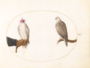 Tafel 5: Ein verhüllter Falke und sein wildes Gegenstück