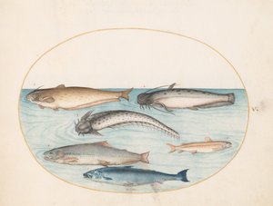 Tafel 5: Drei Welse, ein Lachs und zwei andere Fische
