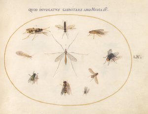Tafel 60: Fliegen und andere Insekten von Joris Hoefnagel