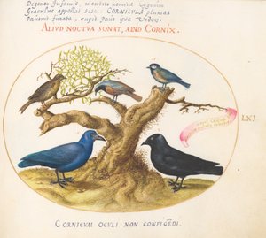 Tafel 61: Blaue Krähe(?), Dohle, Meise und andere Vögel