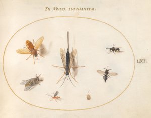 Tafel 61: Sieben Insekten, darunter Fliegen