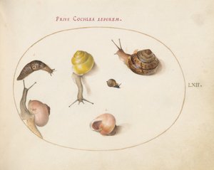 Tafel 62: Eine Schnecke mit Schnecken