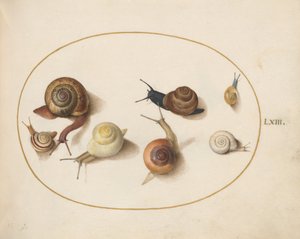Tafel 63: Sieben Schnecken