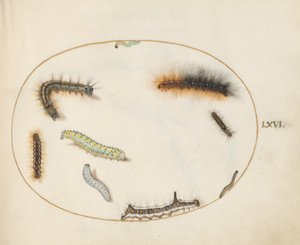 Lackey-Mottenraupe, Acht-Mottenraupe, Grauer Dolch-Mottenraupe und andere Raupen (Tafel 66)