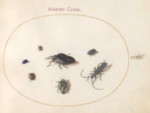 Tafel 66: Zwei Ölkäfer, ein Langhornkäfer und vier andere Insekten