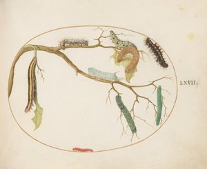 Tafel 67: Große weiße und kleine weiße Schmetterlingsraupen, Tabakschwärmerraupe, Besenmotte und andere