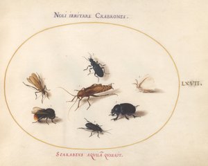 Tafel 67: Sieben Insekten, darunter ein Weißer Schmetterling und eine Biene von Joris Hoefnagel