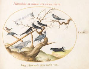 Tafel 68: Ein Schneehuhn, Schwalben und andere Vögel von Joris Hoefnagel