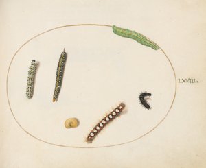 Tafel 68: Blattspornschwärmer-Raupe, Königskerzenmotte-Raupe und andere Raupen