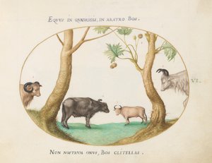 Teller 6: Verschiedene Ochsen mit einem Widder und einem Wasserbüffel(?) bei einer Platane von Joris Hoefnagel