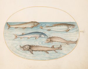 Tafel 6: Fünf Welse und Stör(?) von Joris Hoefnagel