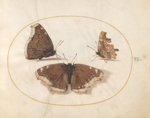 Tafel 6: Zwei Ansichten eines Trauermantels (Camberwell Beauty) Schmetterling mit einem Komma-Schmetterling von Joris Hoefnagel
