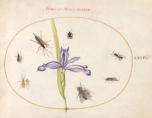 Tafel 75: Eine Fliege und andere Insekten mit einer Iris von Joris Hoefnagel