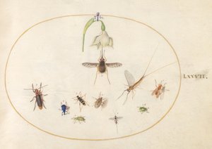 Tafel 77: Taubenschwänzchen mit einer weißen Blume, blauen und grünen Rüsselkäfern und anderen Insekten von Joris Hoefnagel