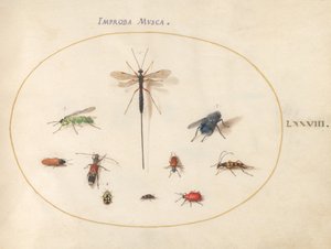 Tafel 78: Zehn Insekten, darunter eine blaue Fliege von Joris Hoefnagel