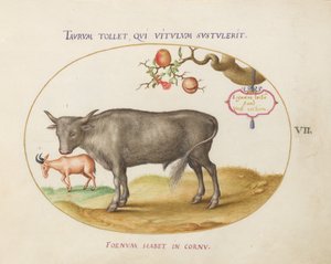 Tafel 7: Ein Stier und ein gehörntes Tier von Joris Hoefnagel