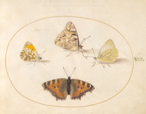Tafel 8: Aurorafalter, Distelfalter, Südlicher Kleiner Kohlweißling und Kleiner Fuchs von Joris Hoefnagel