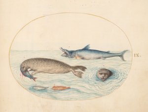 Tafel 9: Ein großer Weißer Hai (?), zwei Robben und zwei Fische