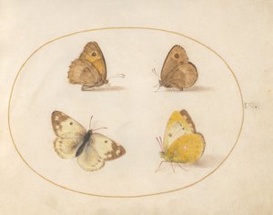 Tafel 9: Wiesenbraunauge, Schachbrettfalter, Postillon und Bath-Weißling von Joris Hoefnagel