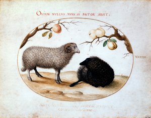 Widder, schwarzes Schaf und zwei Apfelzweige, 16. Jahrhundert von Joris Hoefnagel