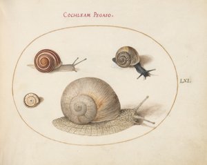 Schnecke, ca. 1575-80