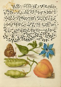 Speckled Wood, Talewort, Garten-Erbse und Laternenpflanze von Joris Hoefnagel