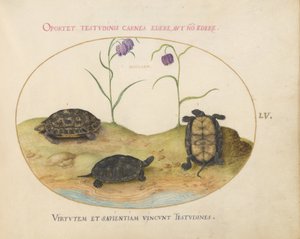 Schildkröte, ca. 1575-80