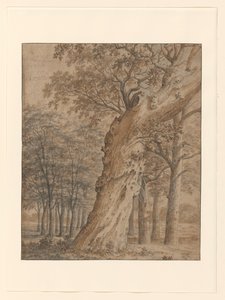 Alte Eiche in einem Wald