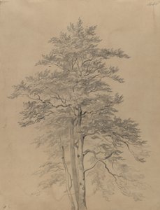 Baumstudie von Josef Kriehuber