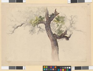 Baumstudie von Josef Kriehuber