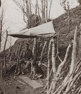 Album "Meine weltkriegs - Erinnerungen Südwestfront (Kärnten, Italien, Südtirol) 31/03/1915-12/11/1918 - Josef Zohles Wien": Militärhund unter einem Zelt von Josef Zohles