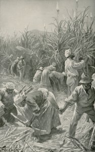 Schwarzer bei der Arbeit auf einer Zuckerrohrplantage in Jamaika