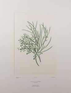 Carmichaelia solandri (Leguminosae) - Tafel 429, Banks