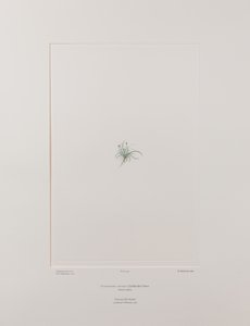 Colobanthus apetalus (Caryophyllaceae) - Tafel 414, Banks